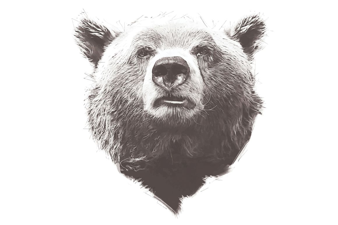 Grizzly Bear Drawing Hand Drawn