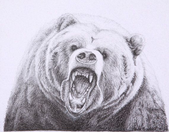 Grizzly Bear Drawing Image
