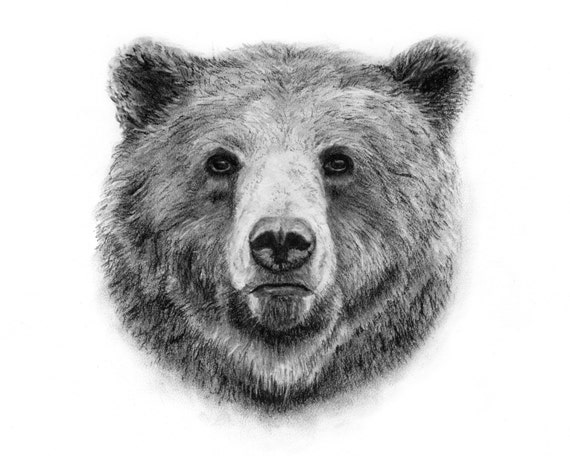 Grizzly Bear Drawing Modern Sketch
