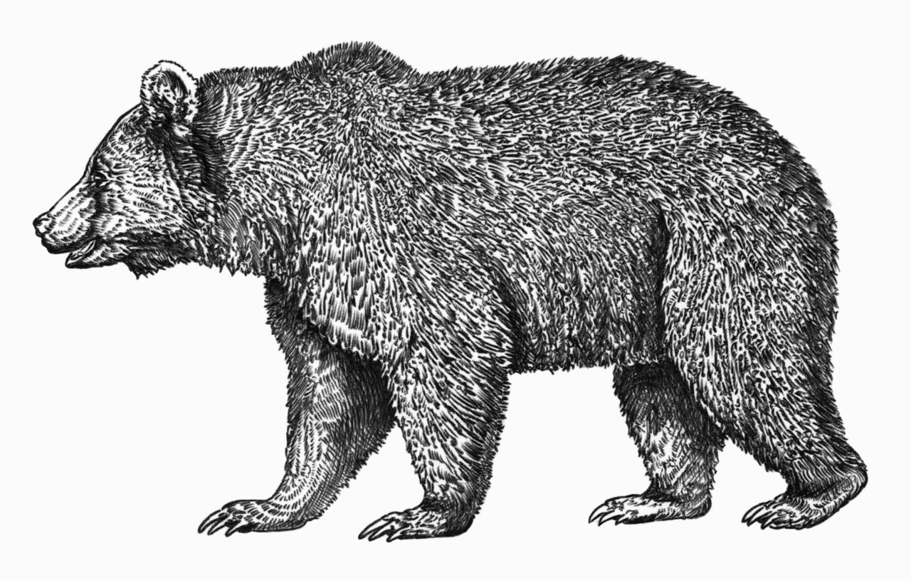 Grizzly Bear Drawing Photo