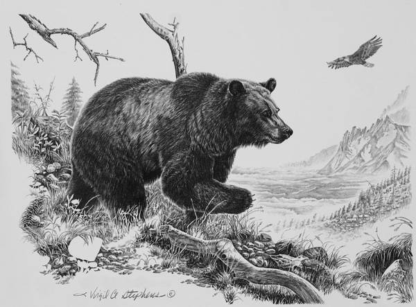 Grizzly Bear Drawing Picture