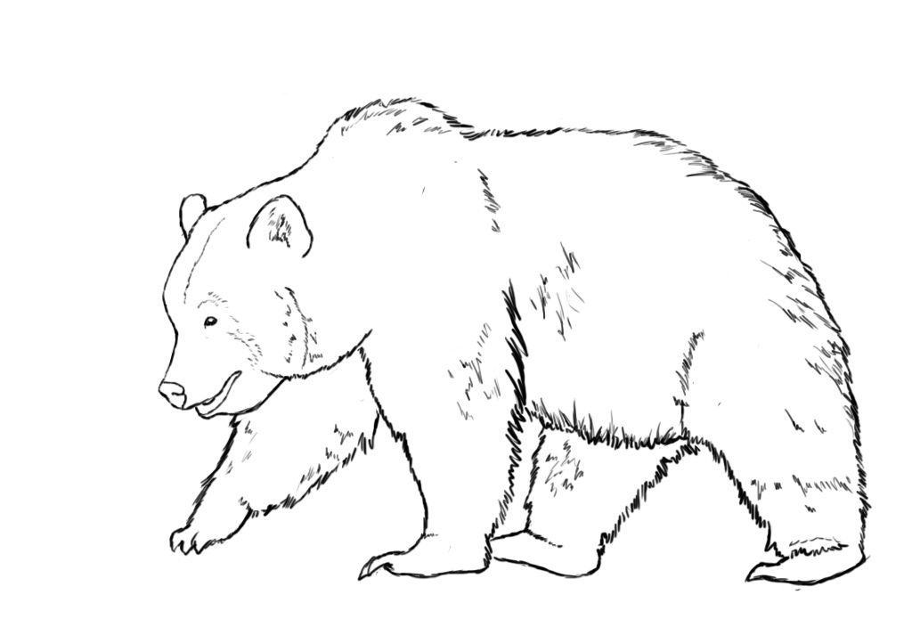 Grizzly Bear Drawing Professional Artwork