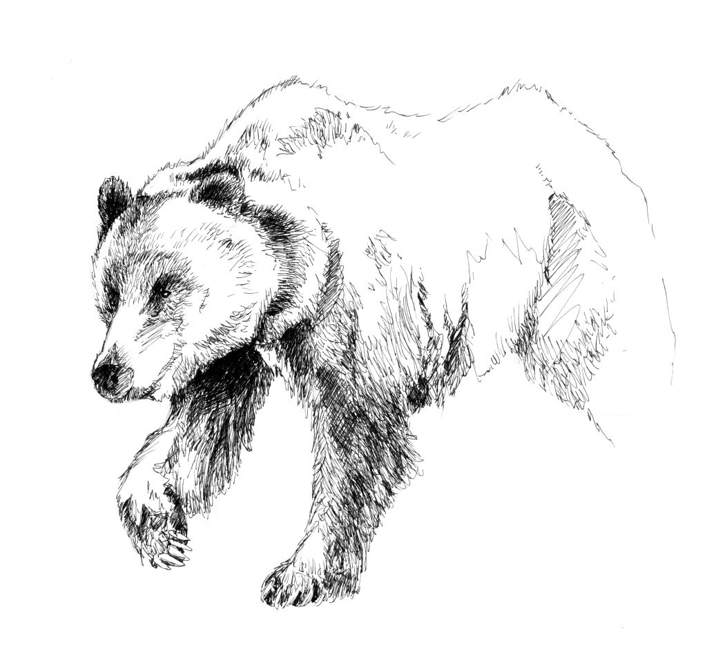 Grizzly Bear Drawing Sketch