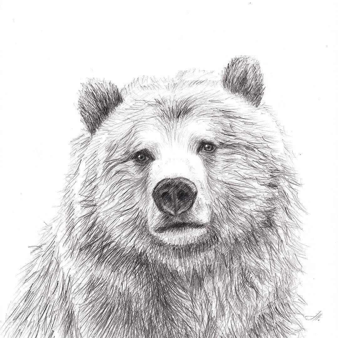 Grizzly Bear Drawing Unique Art