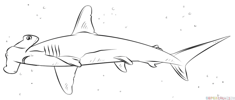 Hammerhead Shark Drawing Amazing Sketch