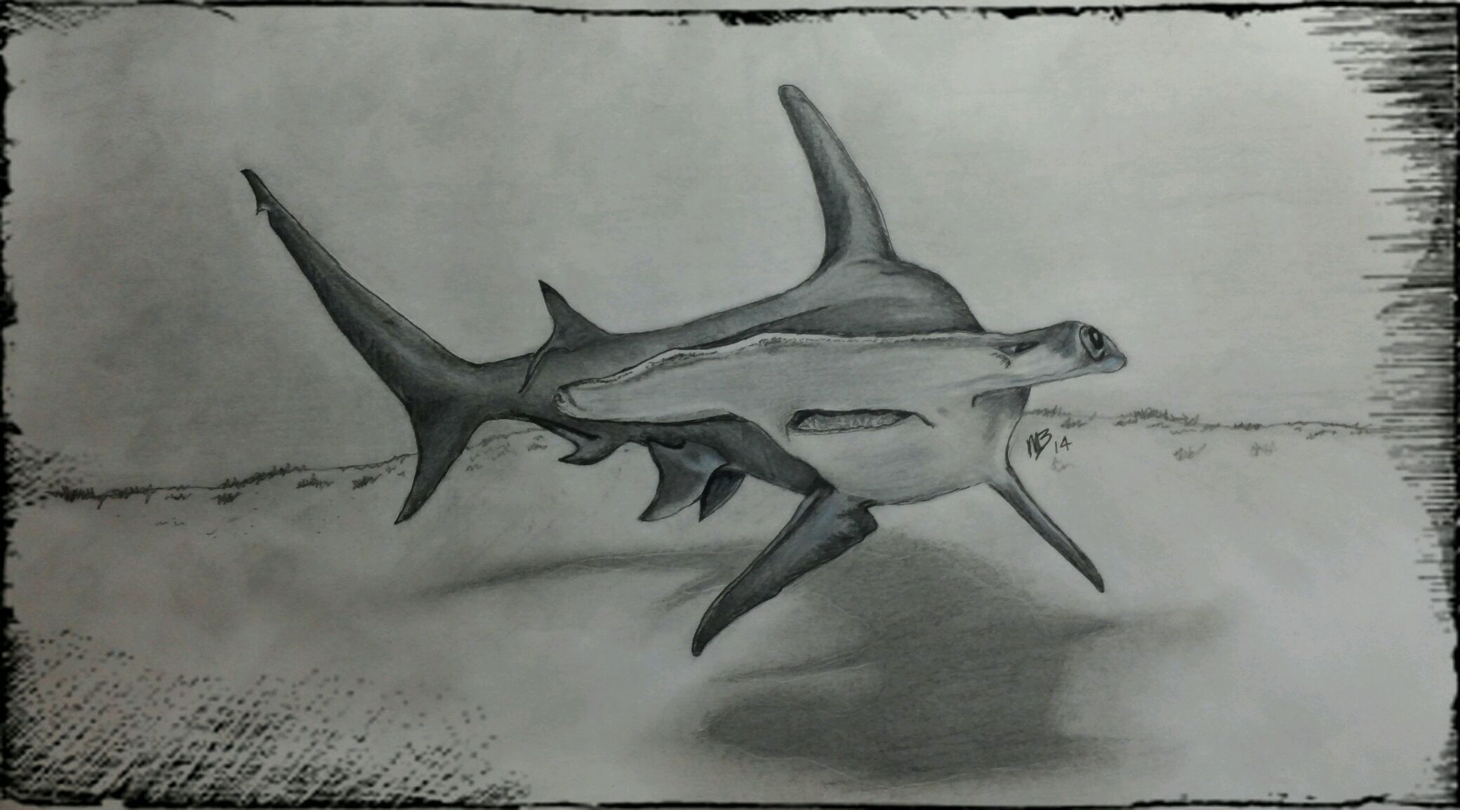 Hammerhead Shark Drawing Creative Style