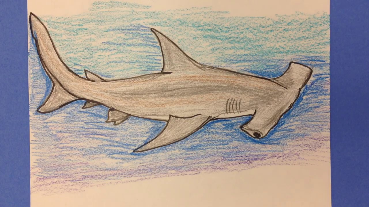Hammerhead Shark Drawing Fine Art
