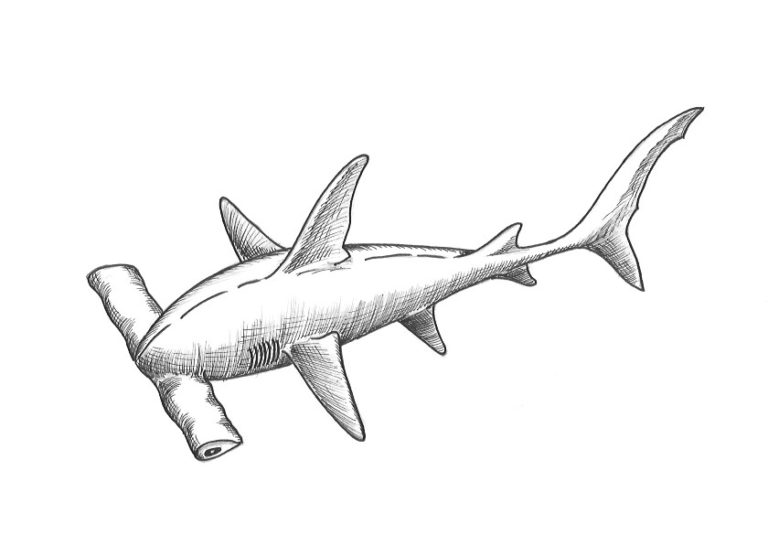 Hammerhead Shark Drawing Intricate Artwork