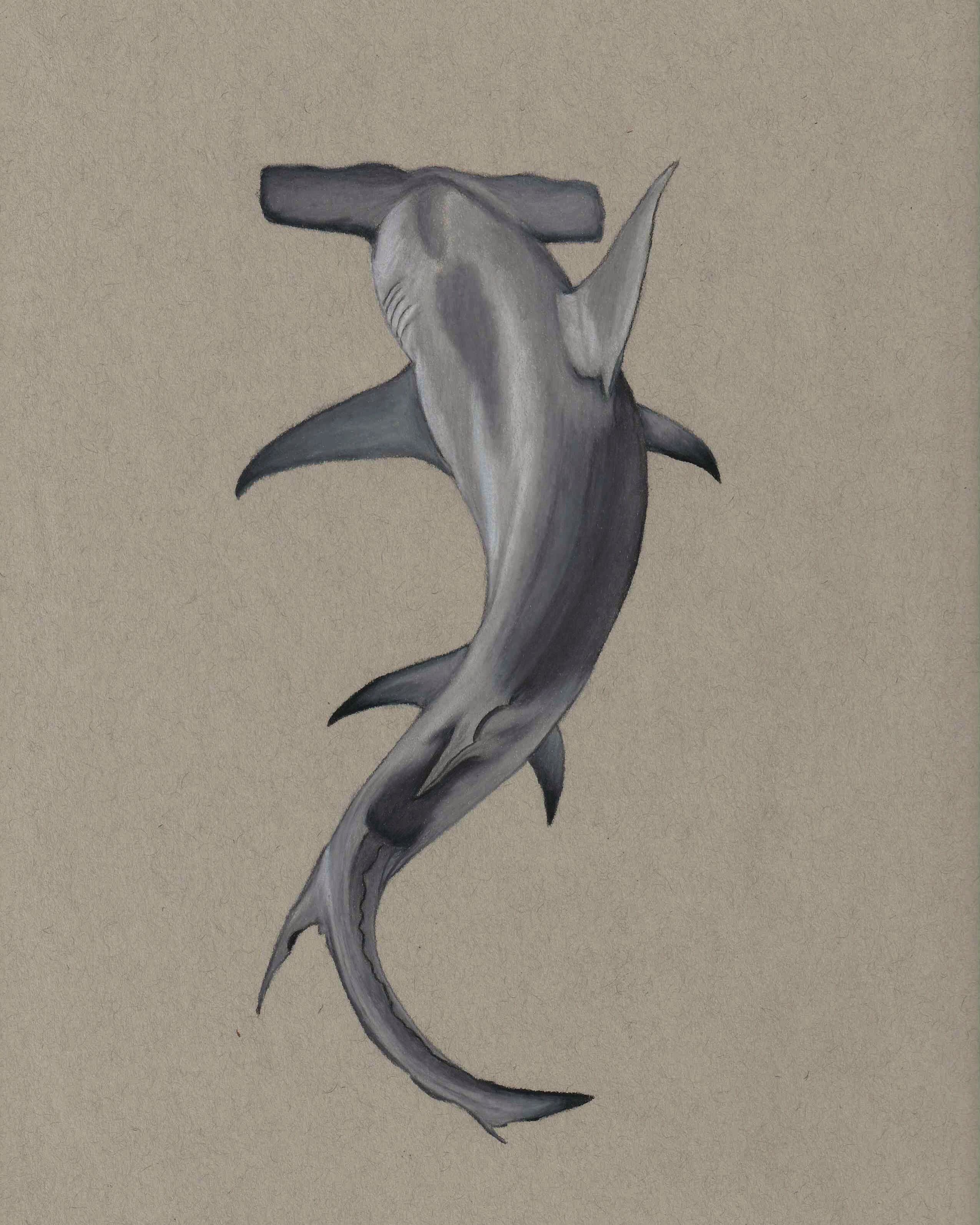 Hammerhead Shark Drawing Modern Sketch