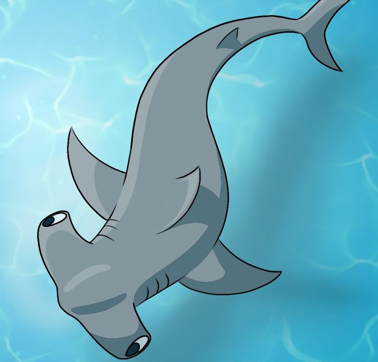 Hammerhead Shark Drawing Realistic Sketch