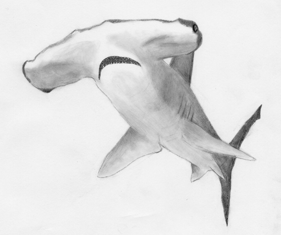 Hammerhead Shark Drawing Sketch