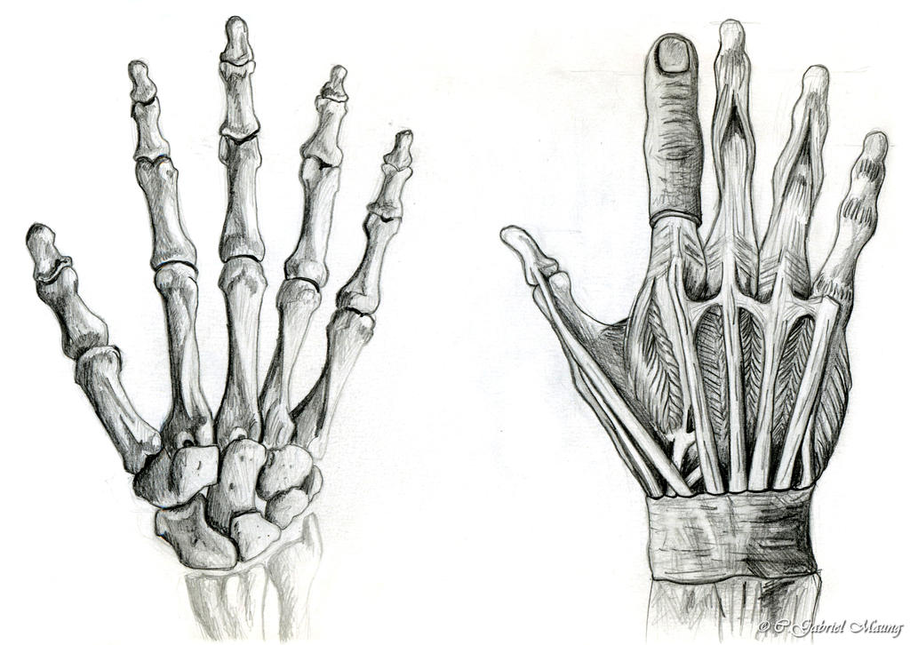 Hand Anatomy Drawing Amazing Sketch