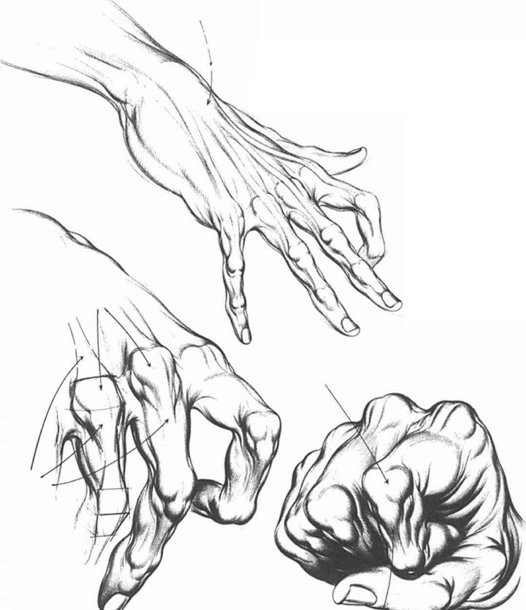 Hand Anatomy Drawing Creative Style