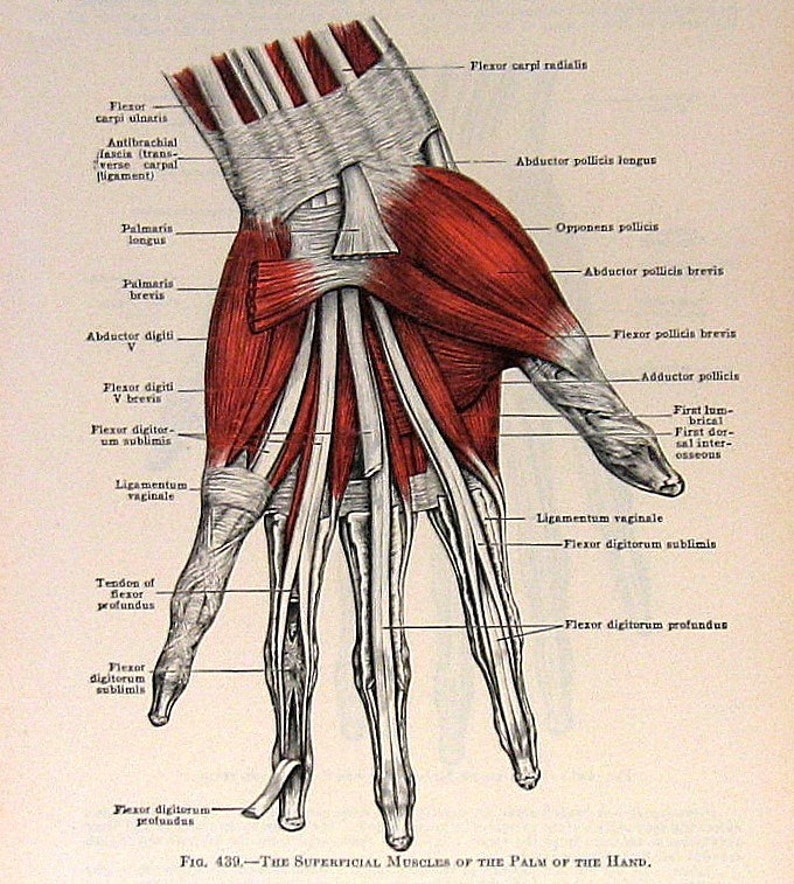 Hand Anatomy Drawing Intricate Artwork