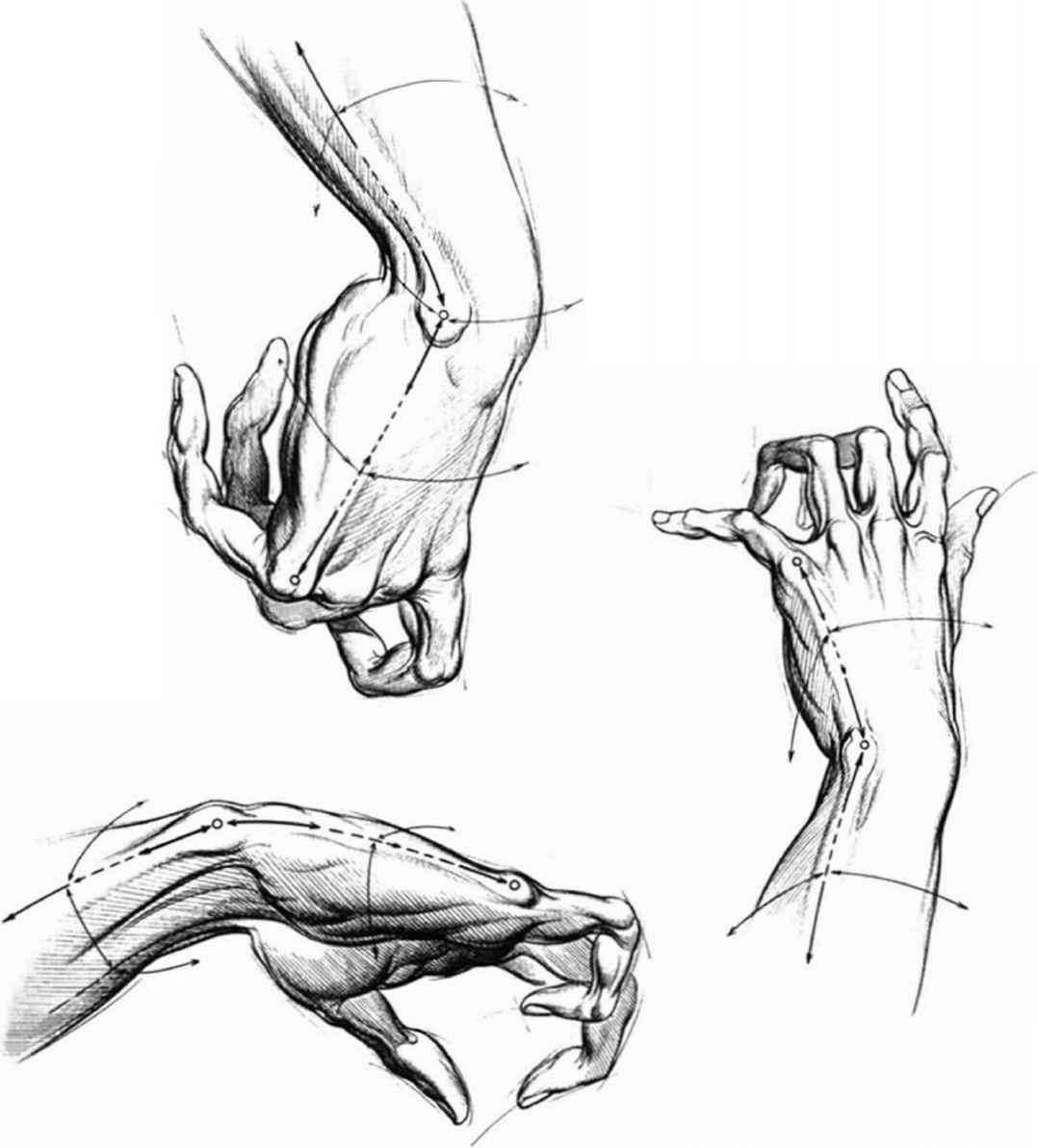 Hand Anatomy Drawing Modern Sketch