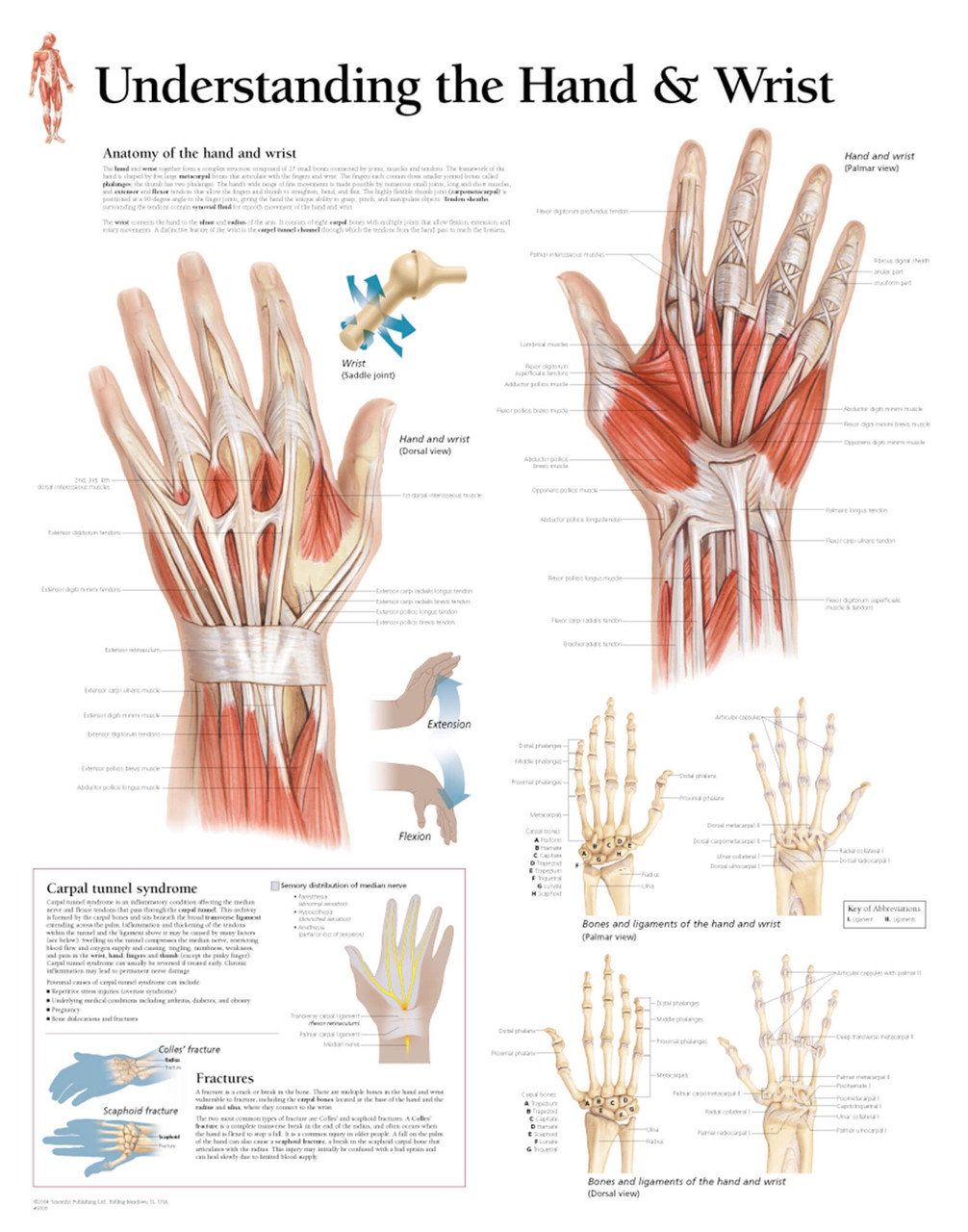 Hand Anatomy Drawing
