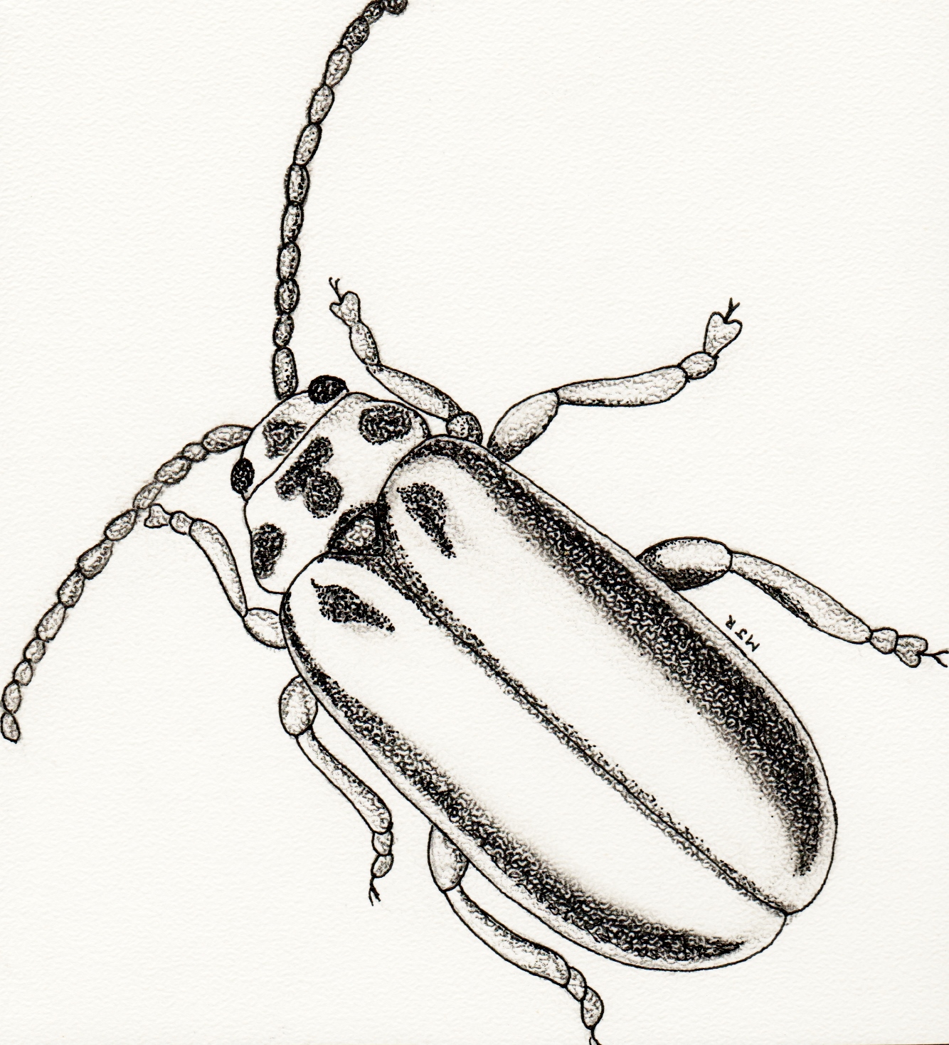 Insect Drawing Artistic Sketching