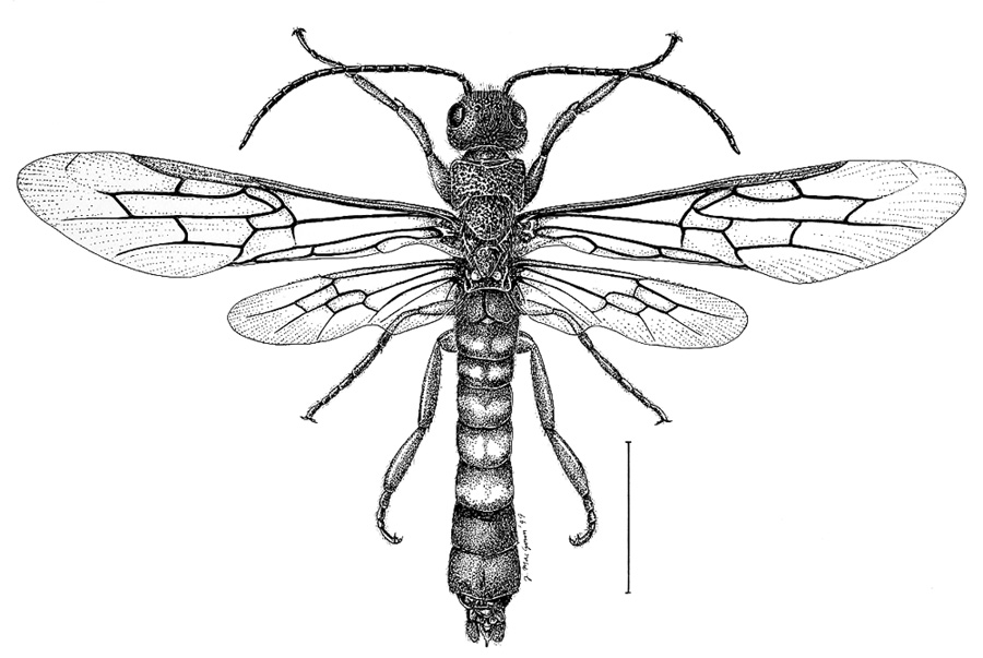Insect Drawing Creative Style