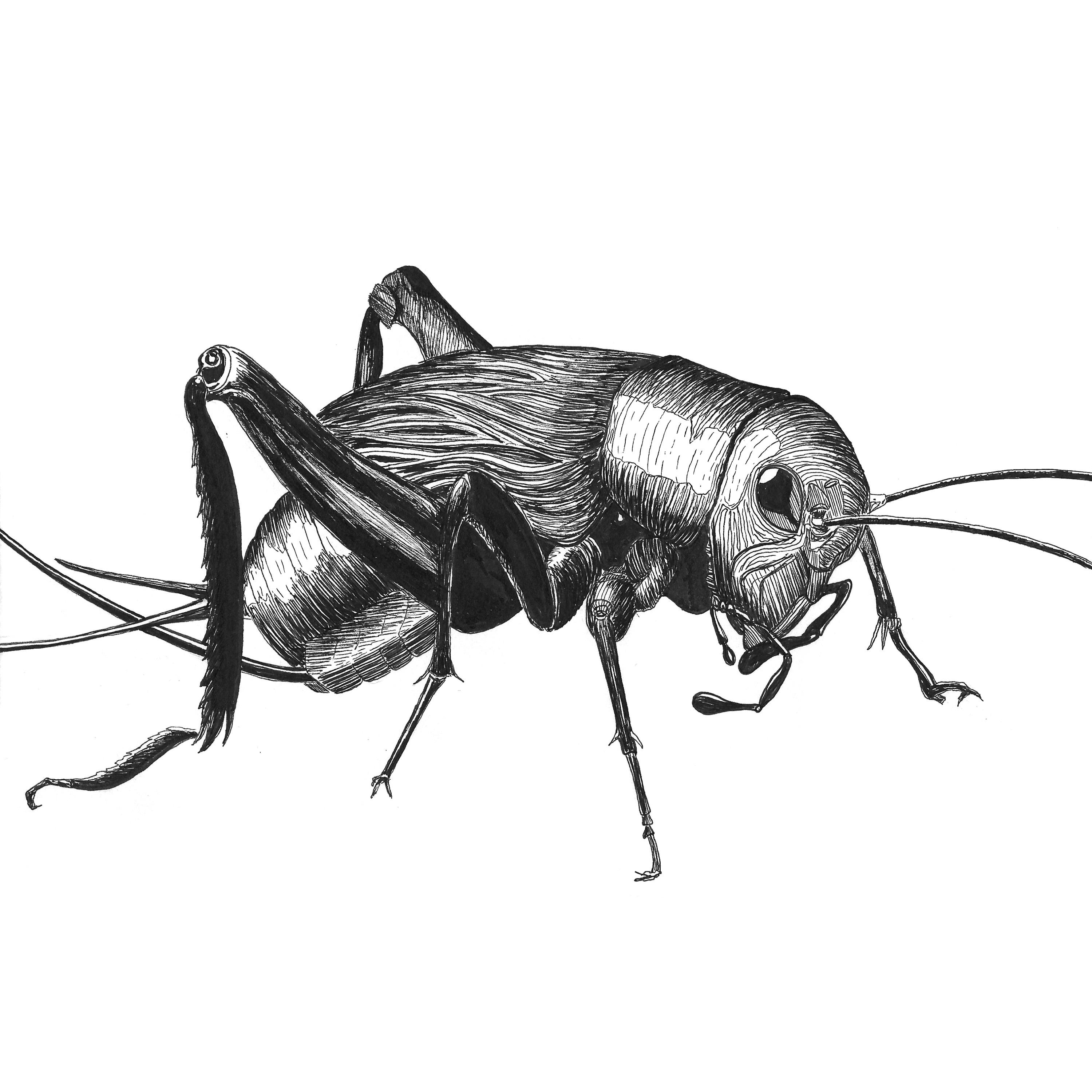 Insect Drawing Detailed Sketch