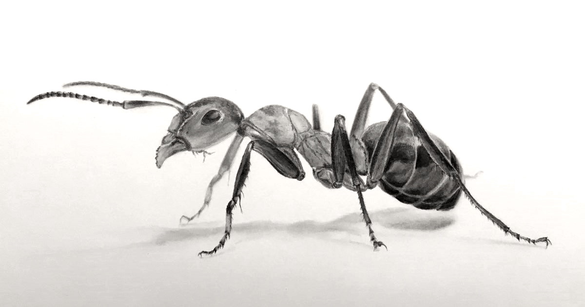 Insect Drawing Image