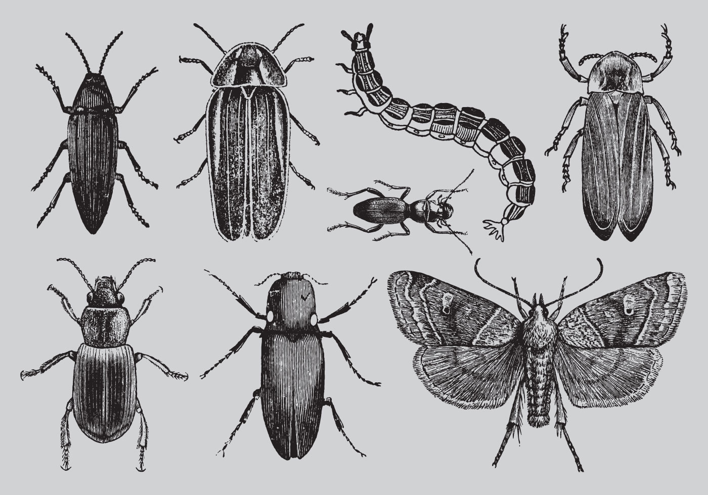 Insect Drawing Photo