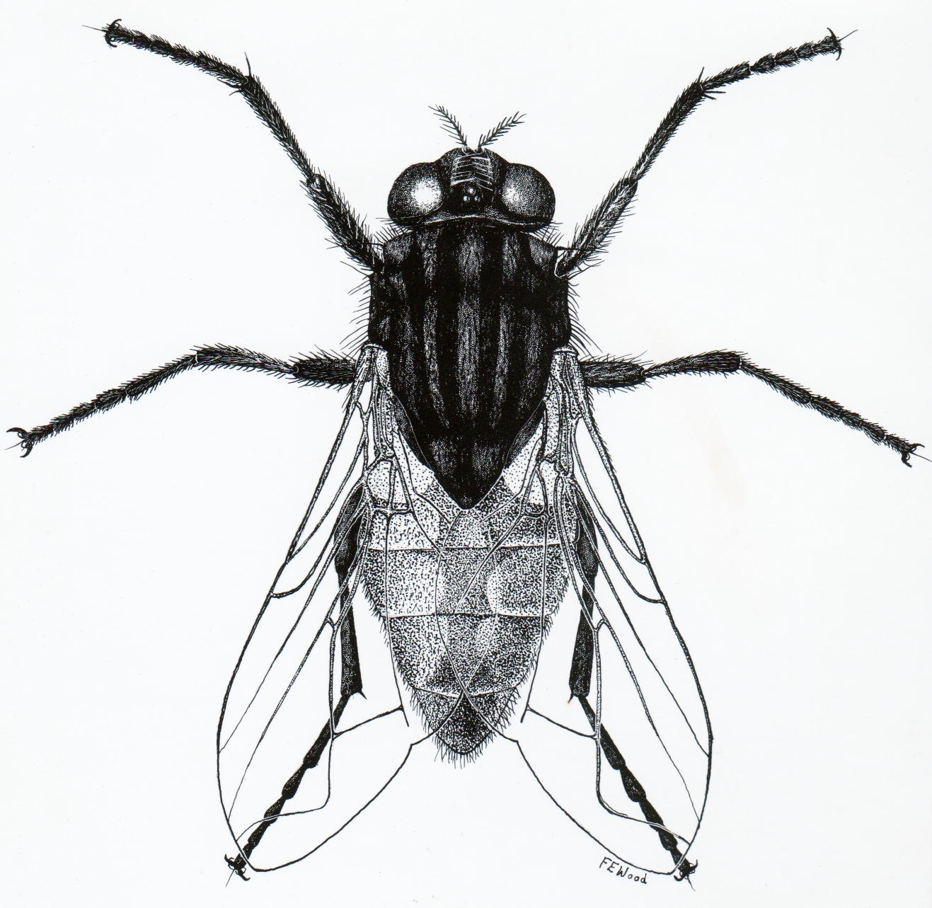 Insect Drawing Realistic Sketch