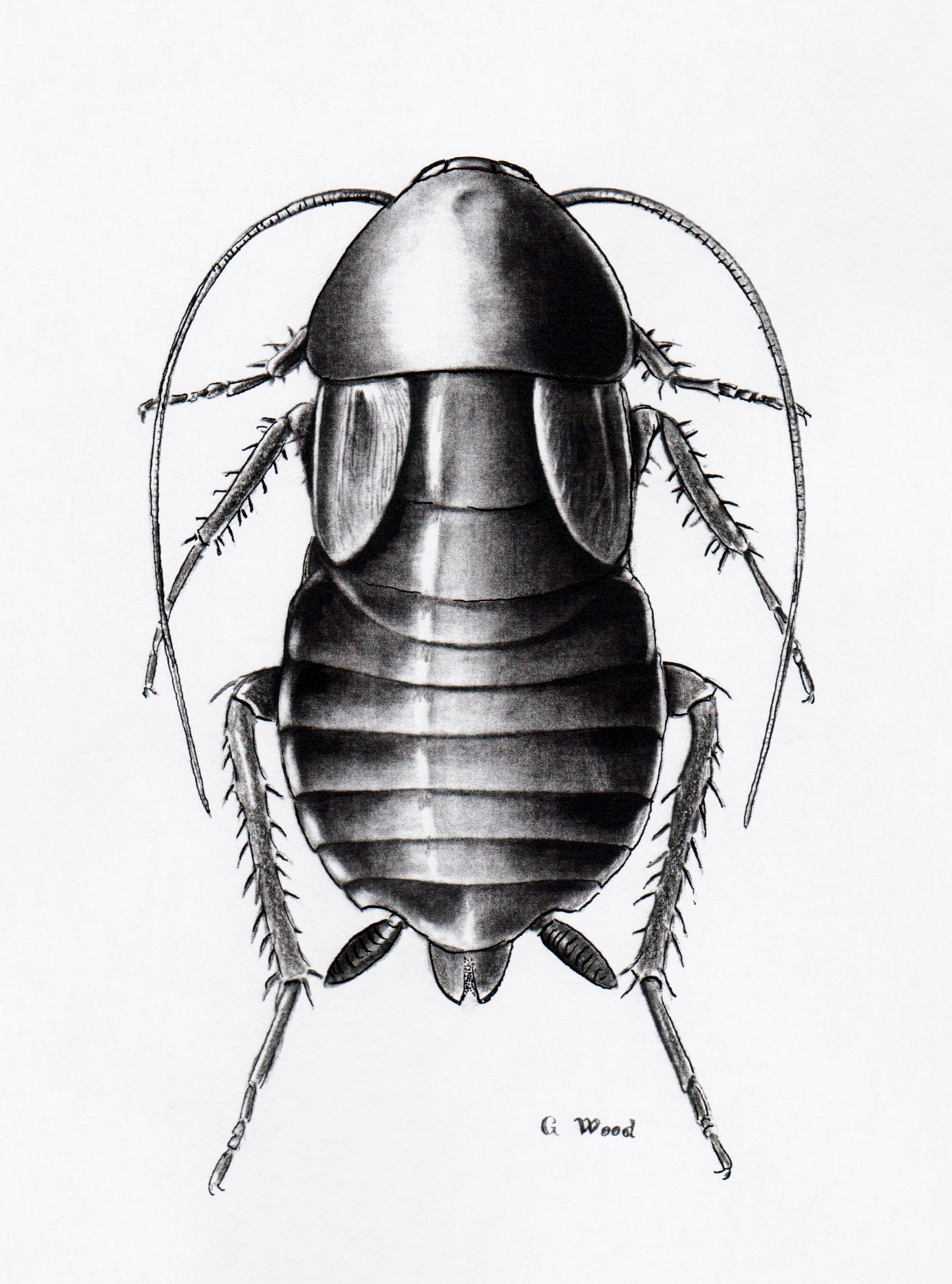 Insect Drawing