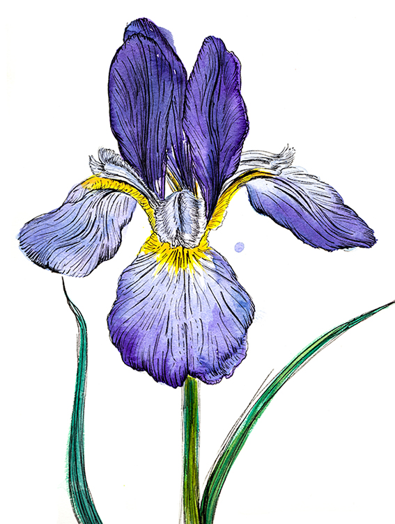 Iris Drawing Artistic Sketching