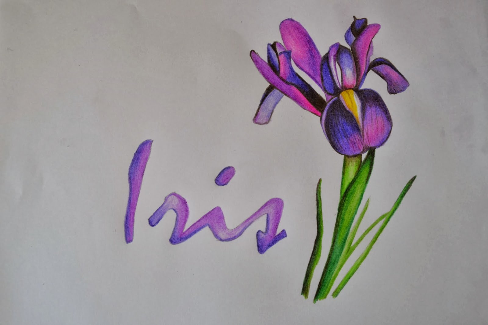 Iris Drawing Creative Style