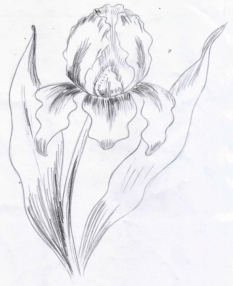 Iris Drawing Detailed Sketch