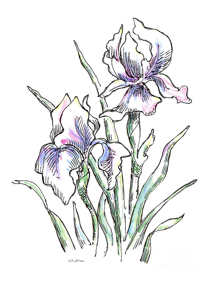 Iris Drawing Image