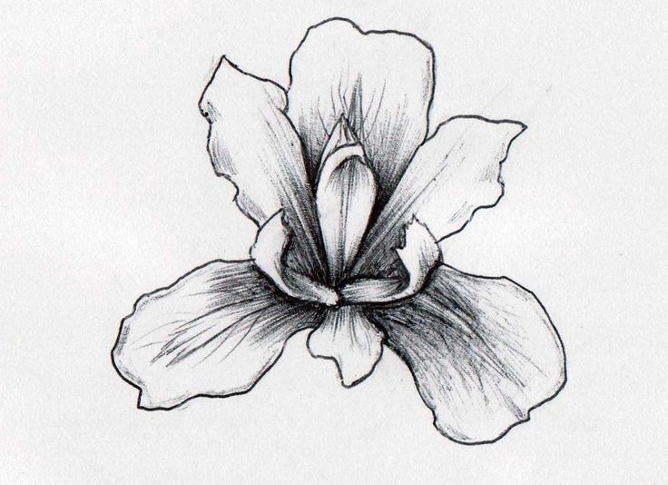 Iris Drawing Picture