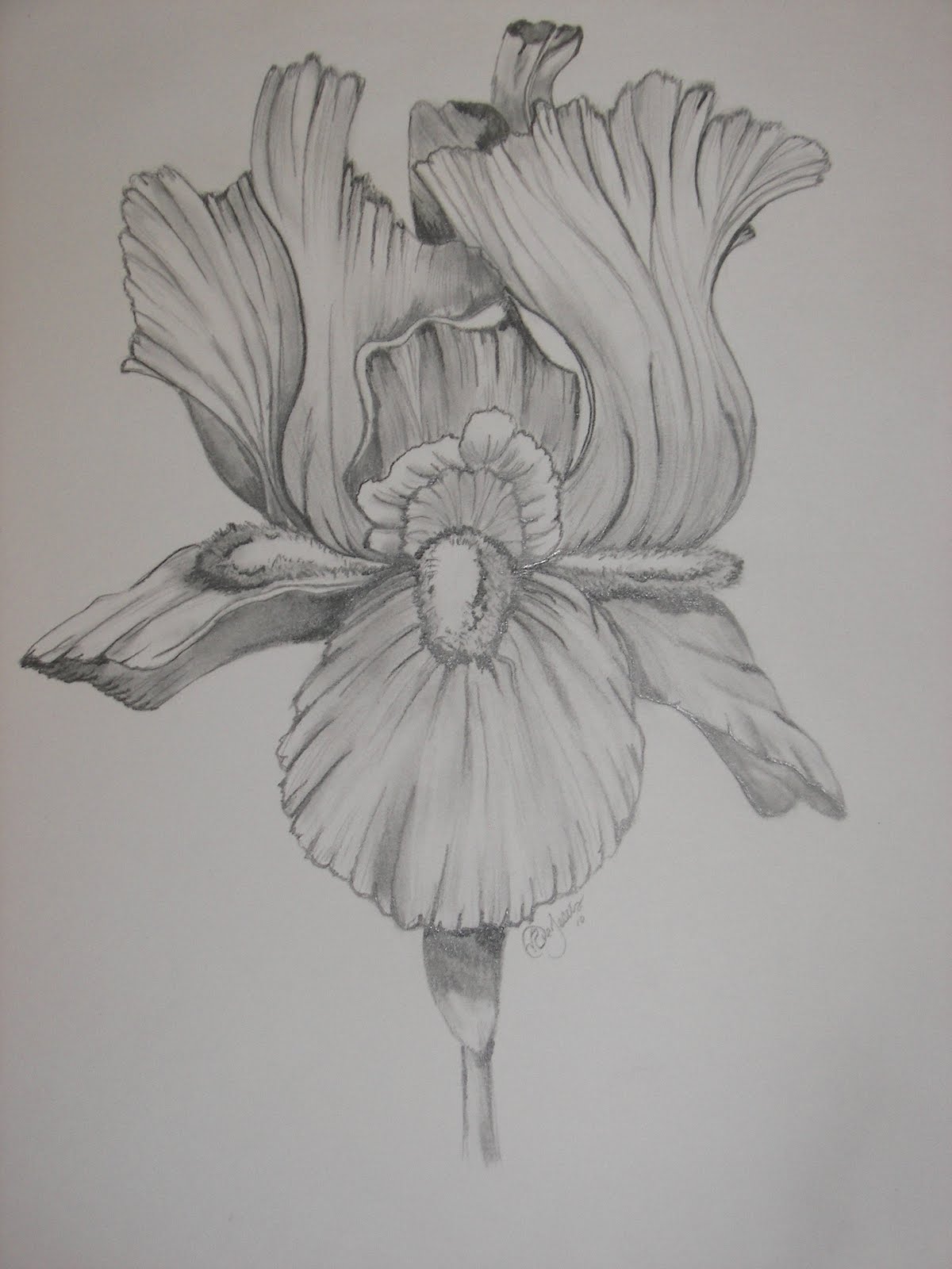 Iris Drawing Unique Art