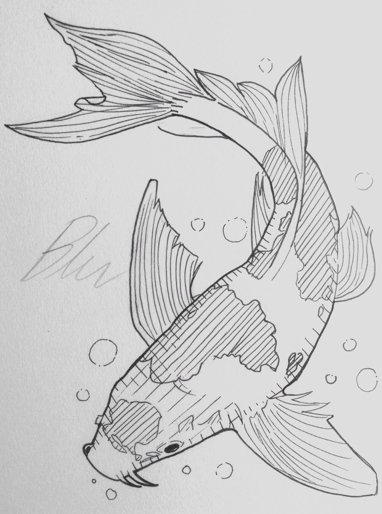 Koi Fish Drawing Fine Art