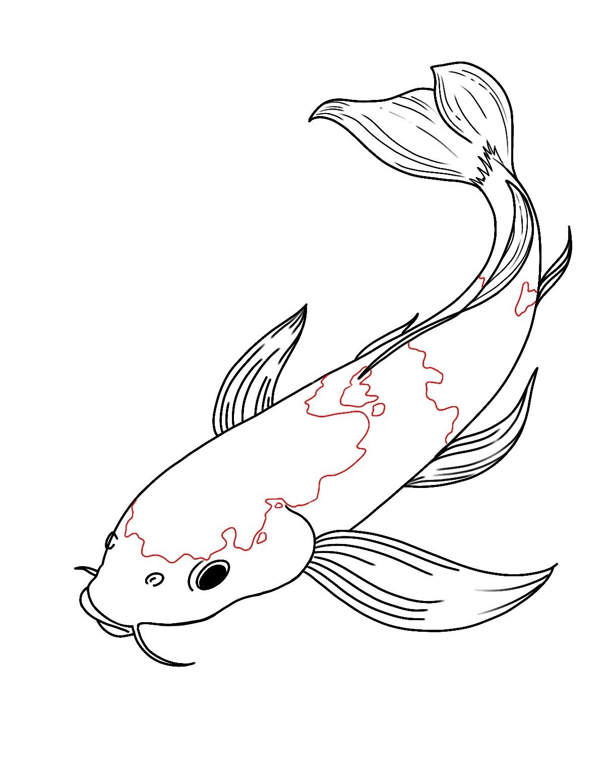 Koi Fish Drawing Photo