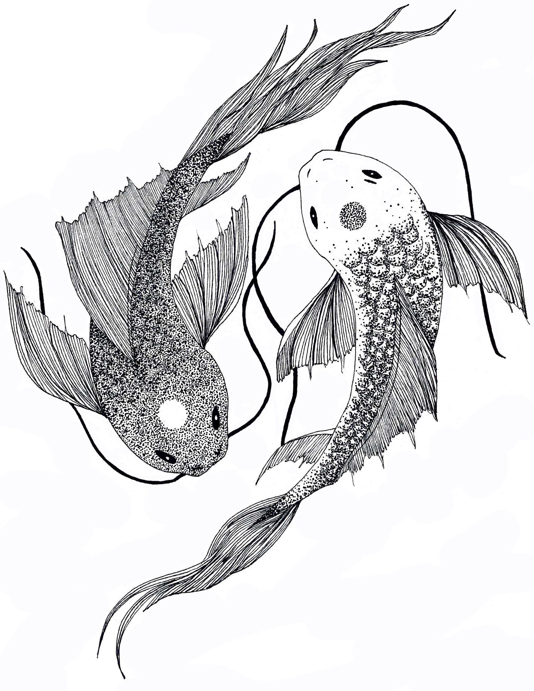 Koi Fish Drawing Stunning Sketch