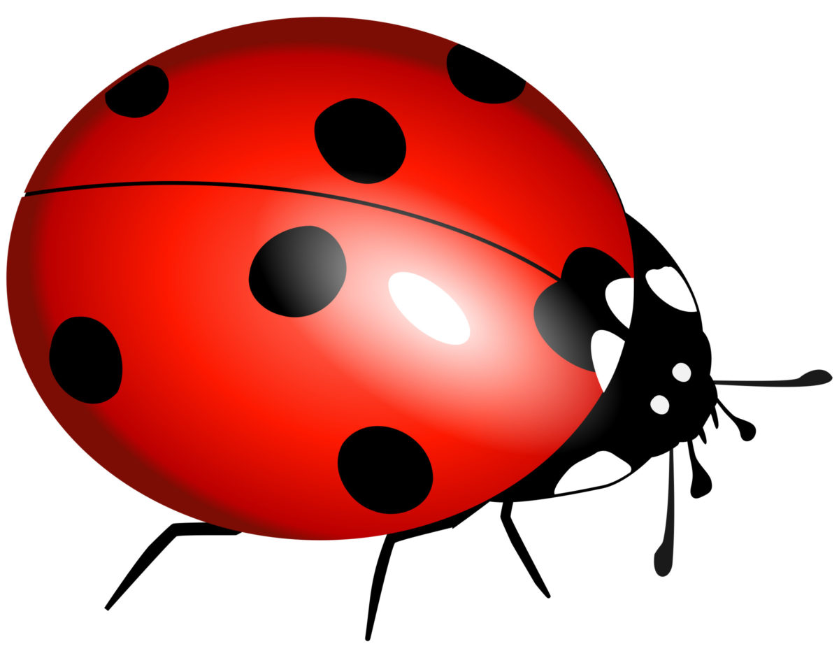Ladybug Drawing Art
