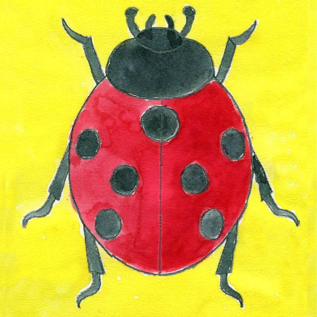 Ladybug Drawing Detailed Sketch