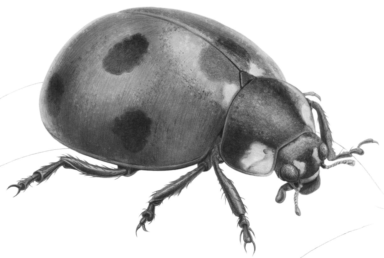 Ladybug Drawing Sketch