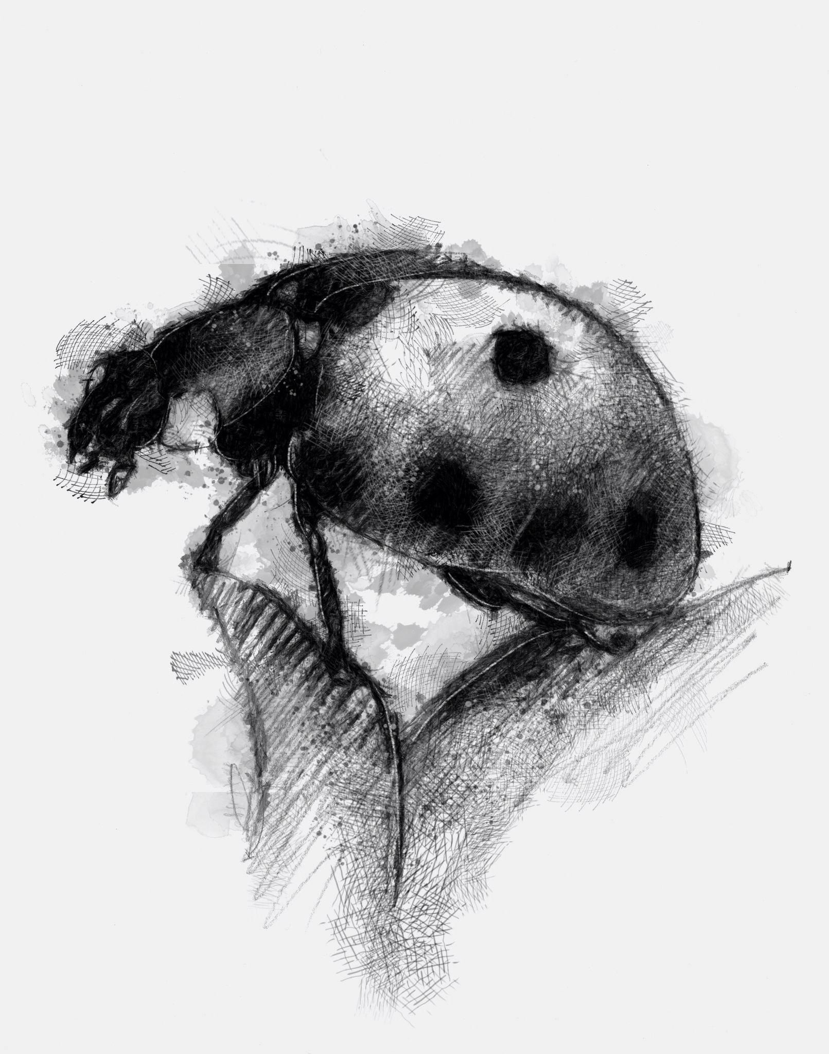 Ladybug Drawing Stunning Sketch