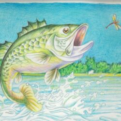 Largemouth Bass Drawing