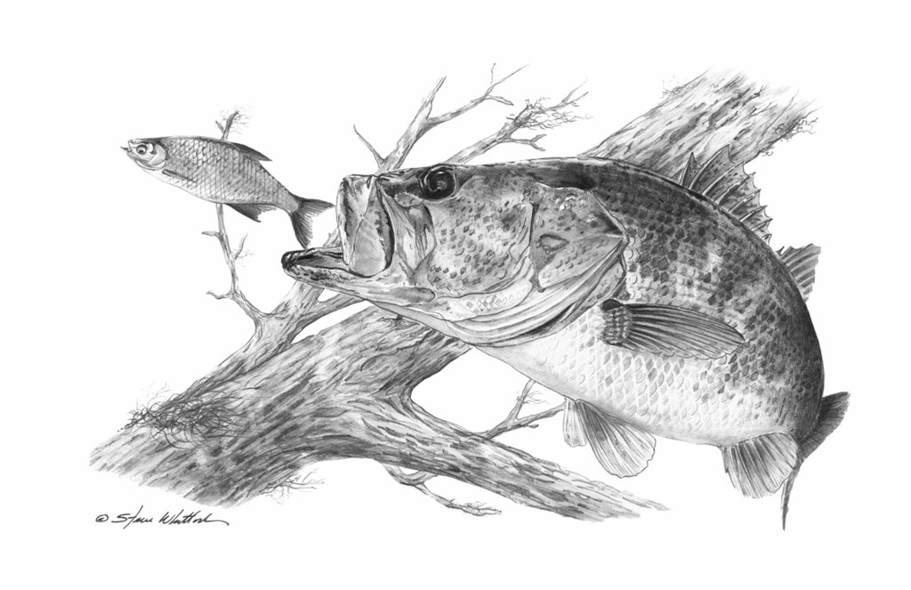 Largemouth Bass Drawing Amazing Sketch