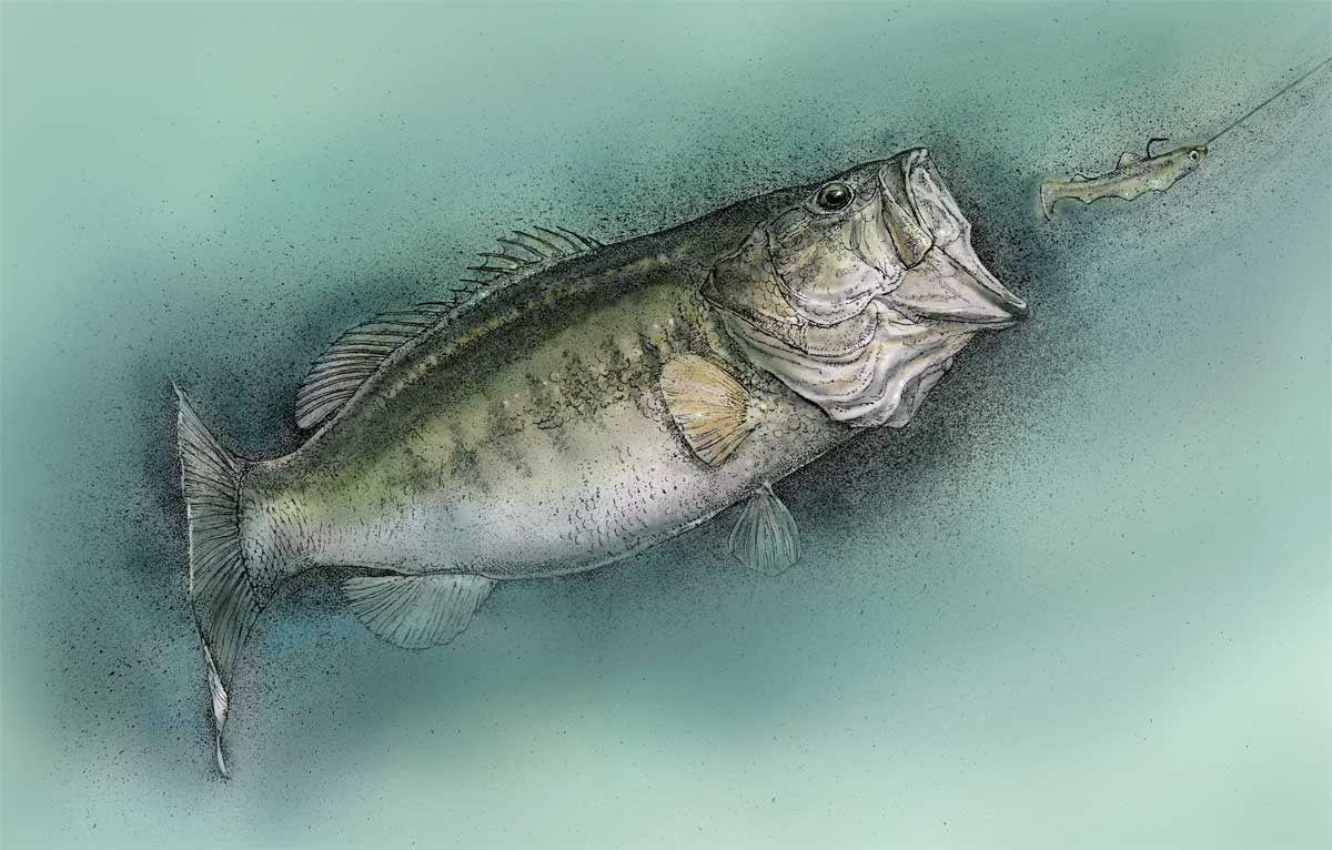 Largemouth Bass Drawing Creative Style
