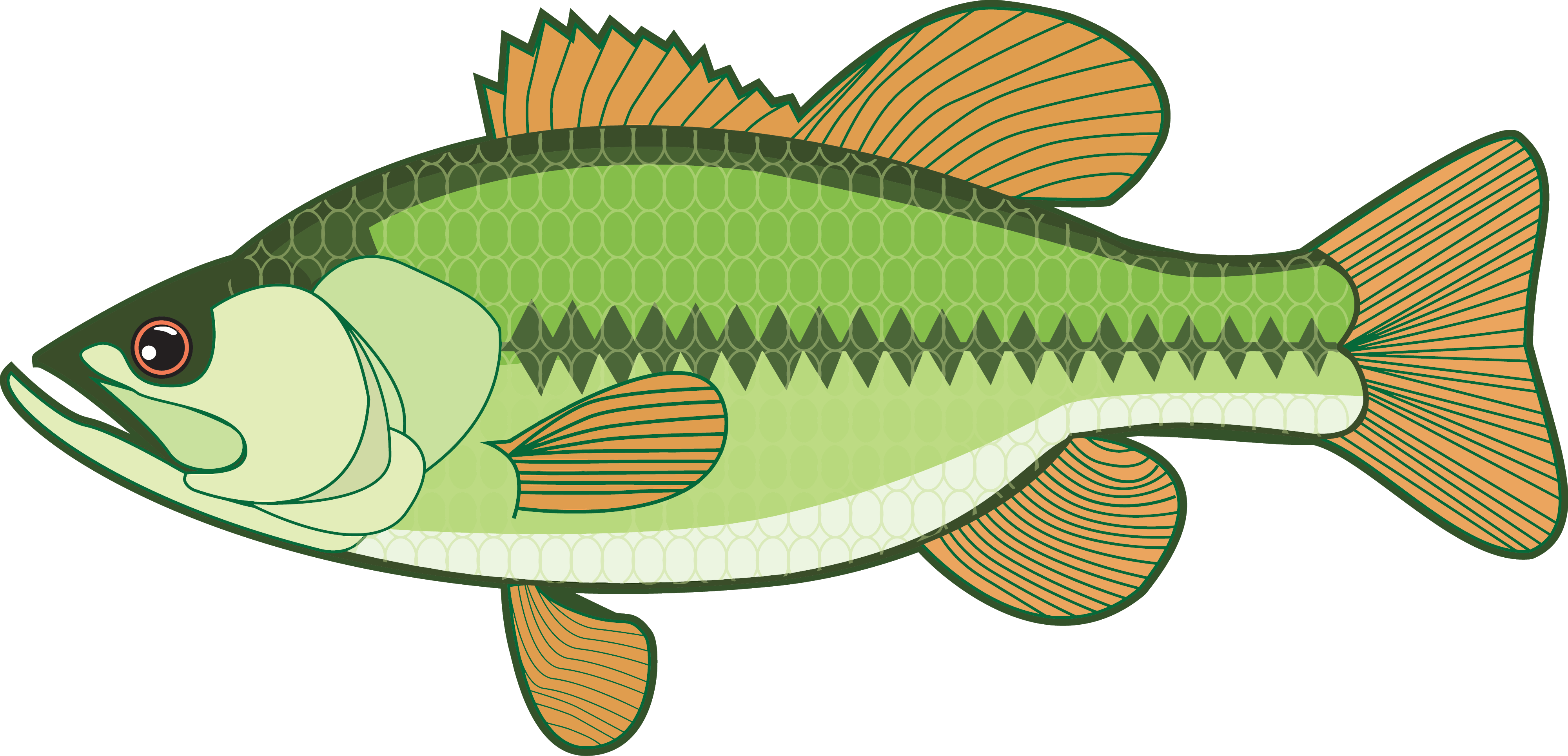 Largemouth Bass Drawing Detailed Sketch