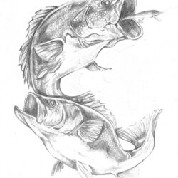 Largemouth Bass Drawing Photo