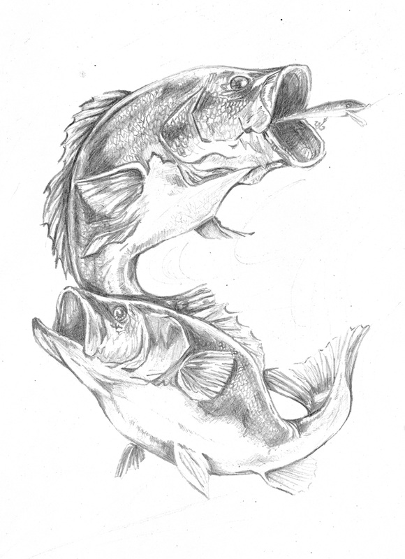 Largemouth Bass Drawing Photo