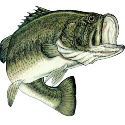 Largemouth Bass Drawing Picture