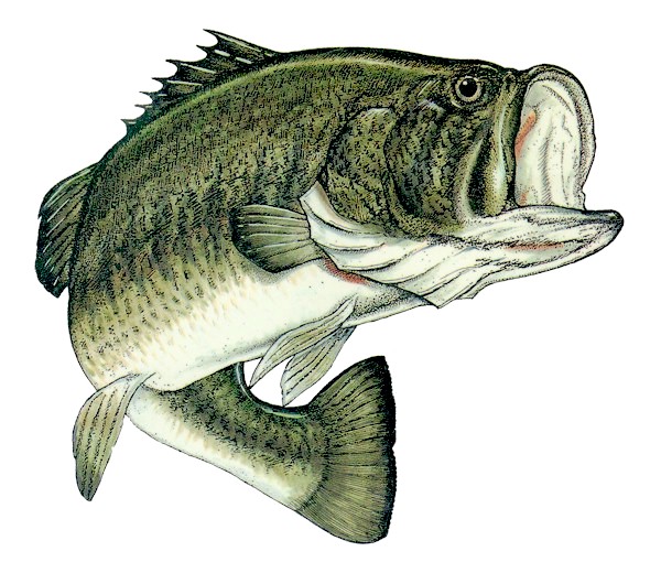 Largemouth Bass Drawing Picture