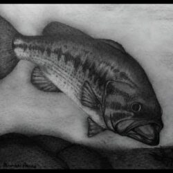 Largemouth Bass Drawing Realistic Sketch