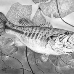 Largemouth Bass Drawing Unique Art